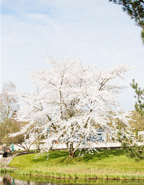 Prunus kurilensis Brillant