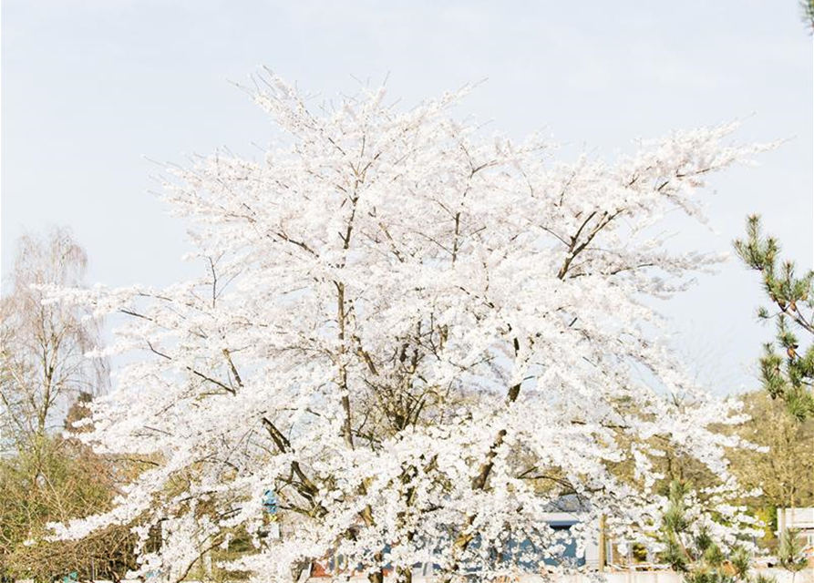 Prunus kurilensis Brillant