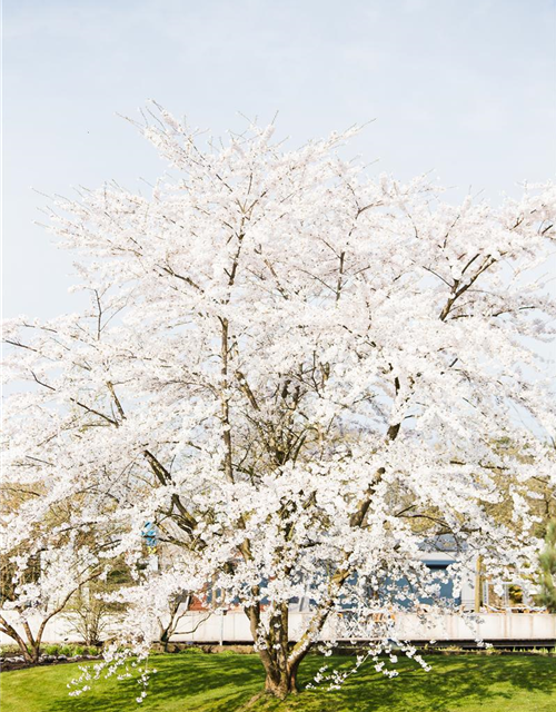 Prunus kurilensis Brillant