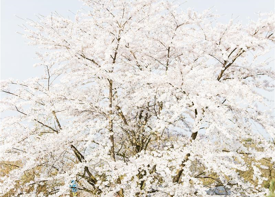 Prunus kurilensis Brillant