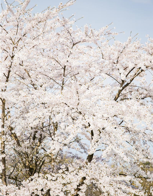 Prunus kurilensis Brillant