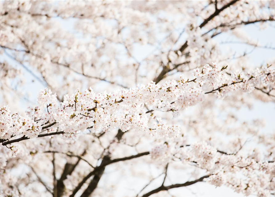 Prunus kurilensis Brillant