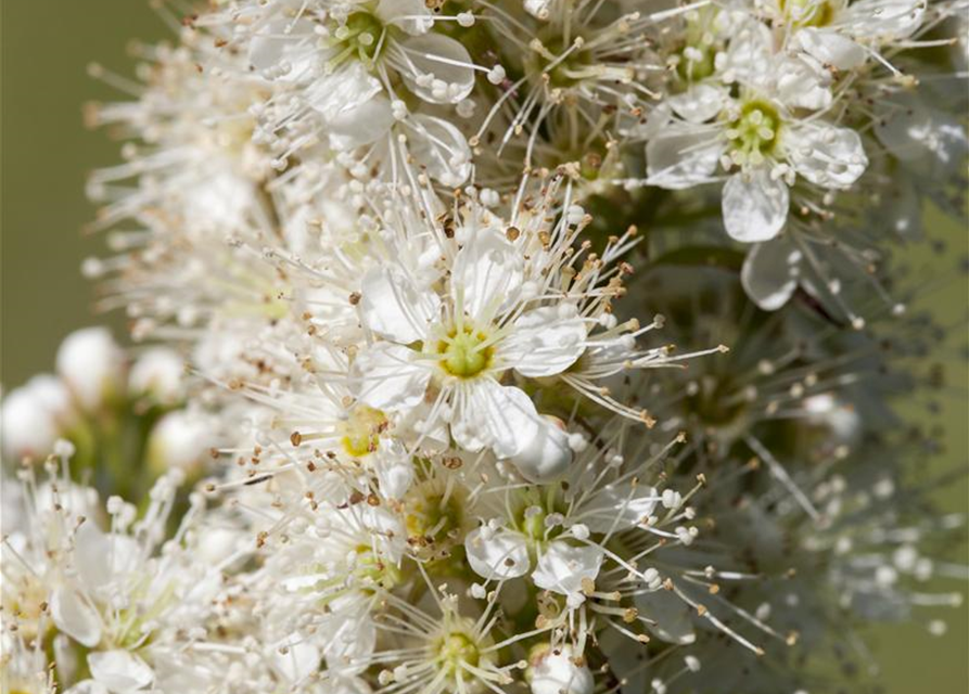 Sorbaria sorbifolia