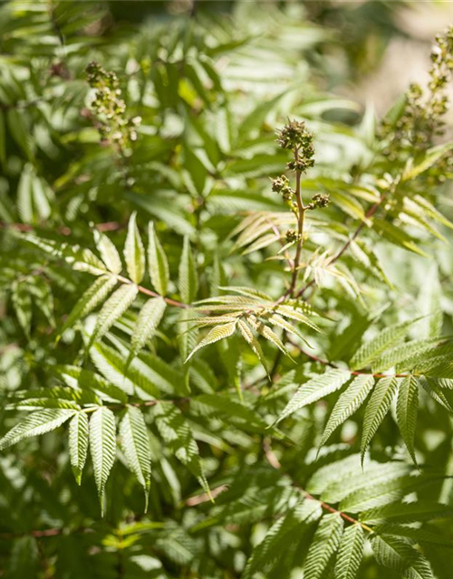 Sorbaria sorbifolia