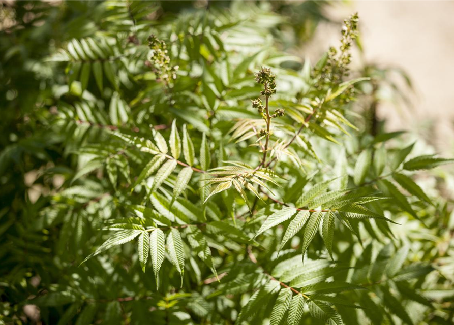 Sorbaria sorbifolia