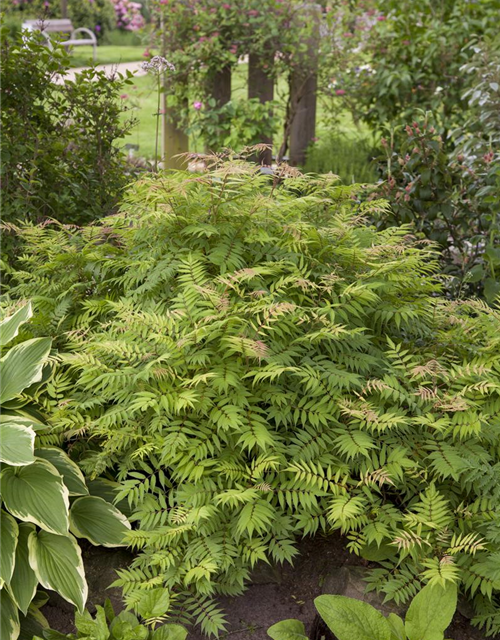 Sorbaria sorbifolia Sem