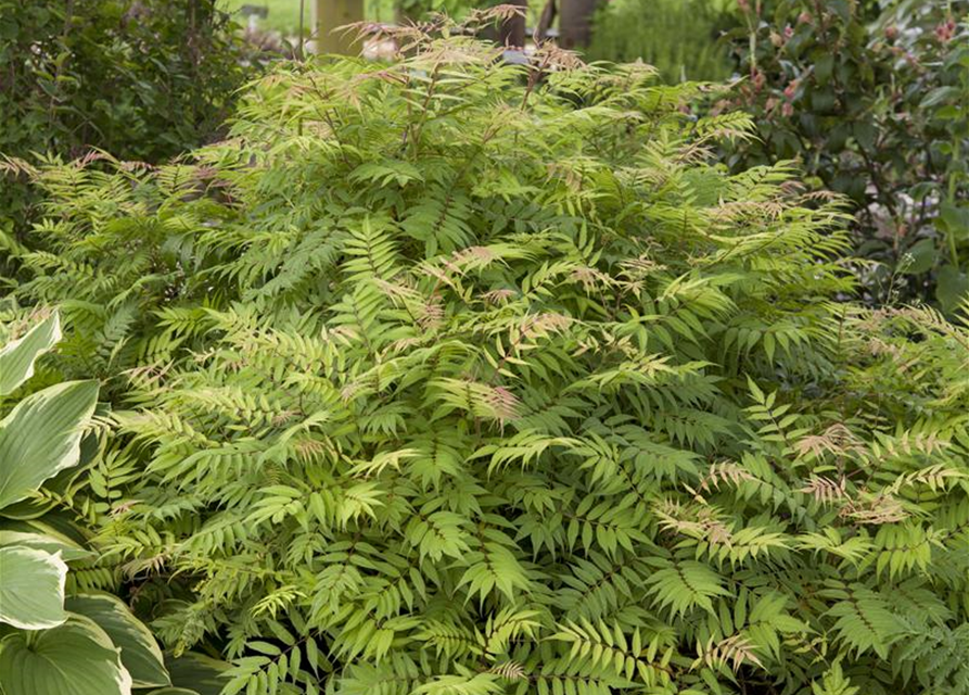 Sorbaria sorbifolia Sem