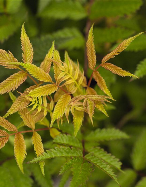 Sorbaria sorbifolia Sem