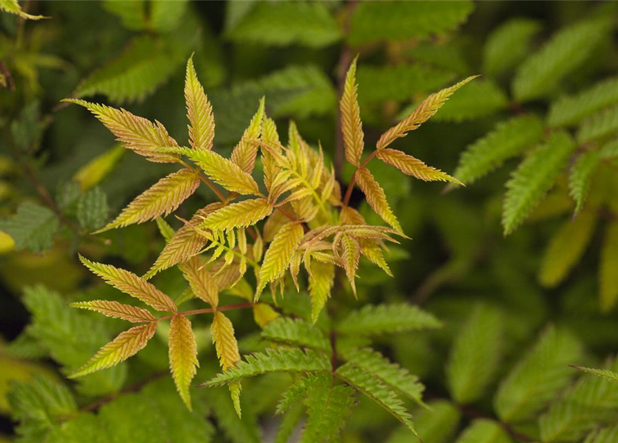 Sorbaria sorbifolia Sem