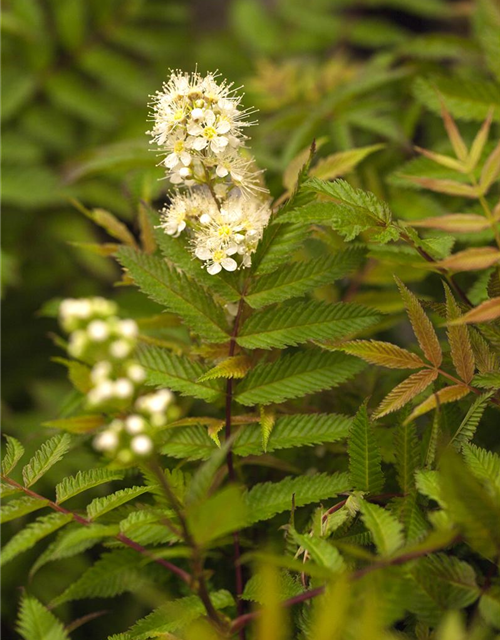 Sorbaria sorbifolia Sem