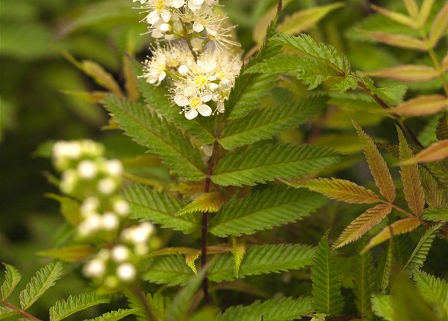 Sorbaria sorbifolia Sem