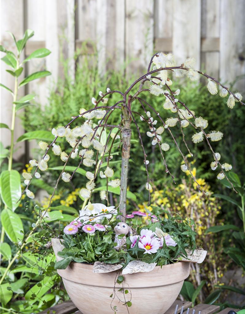 Salix caprea Pendula