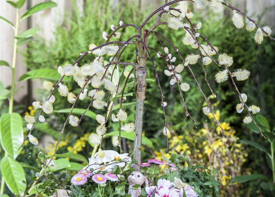 Salix caprea Pendula