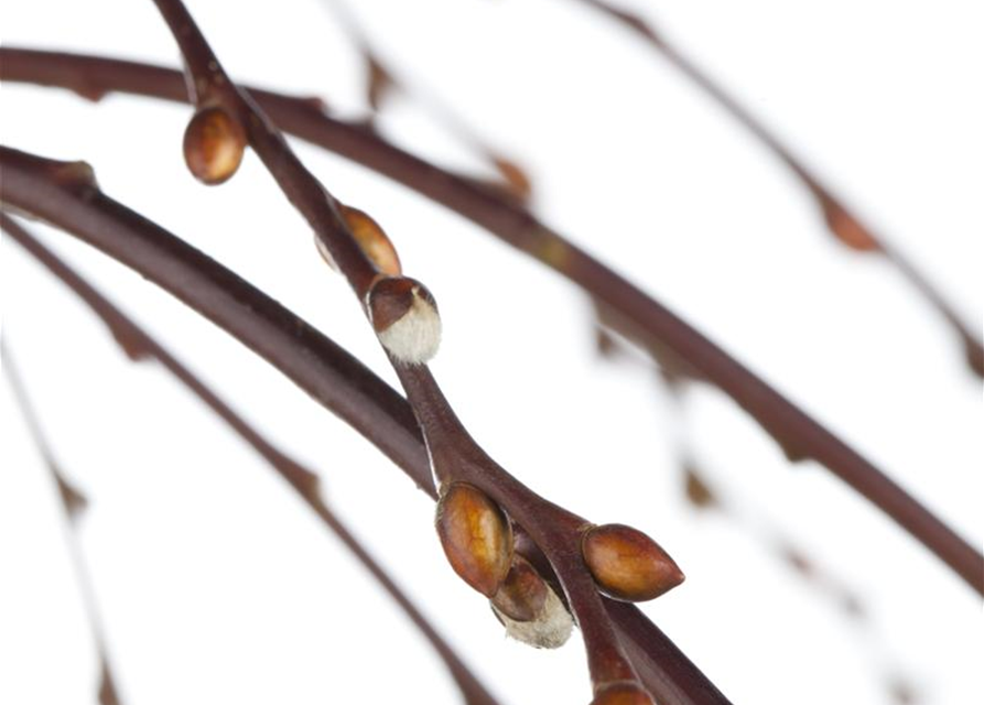 Salix caprea Pendula