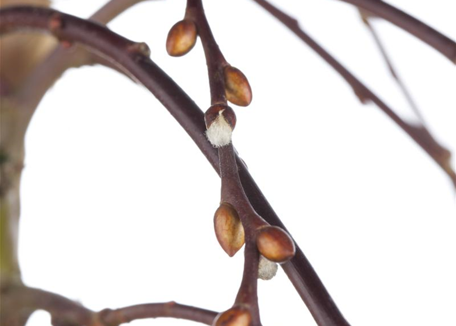 Salix caprea Pendula