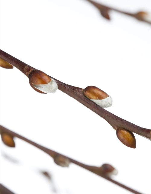 Salix caprea Pendula