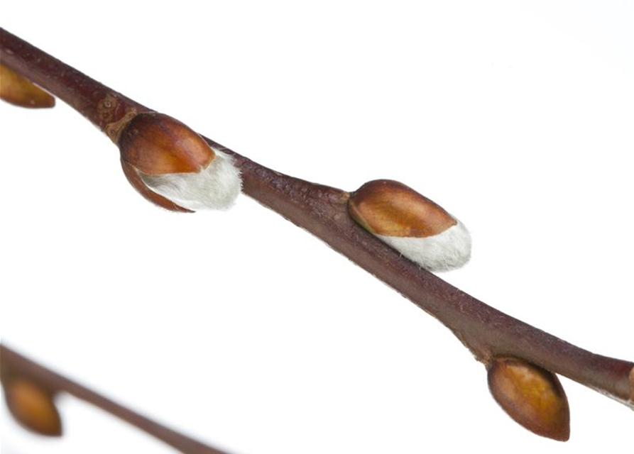 Salix caprea Pendula