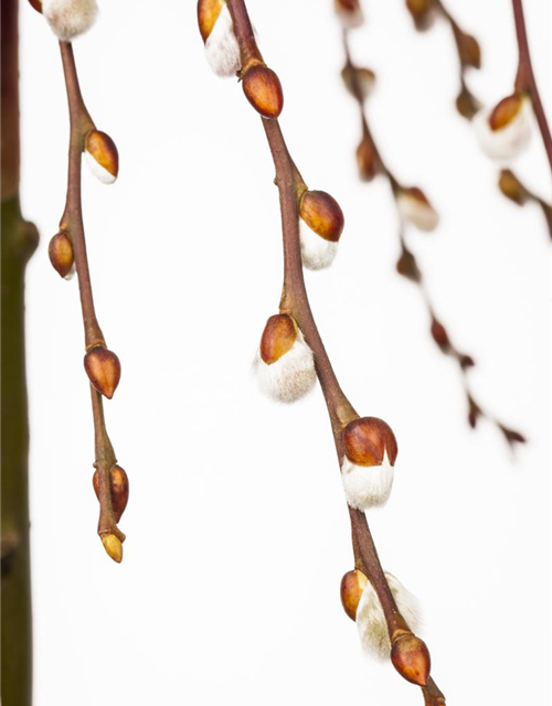 Salix caprea Pendula