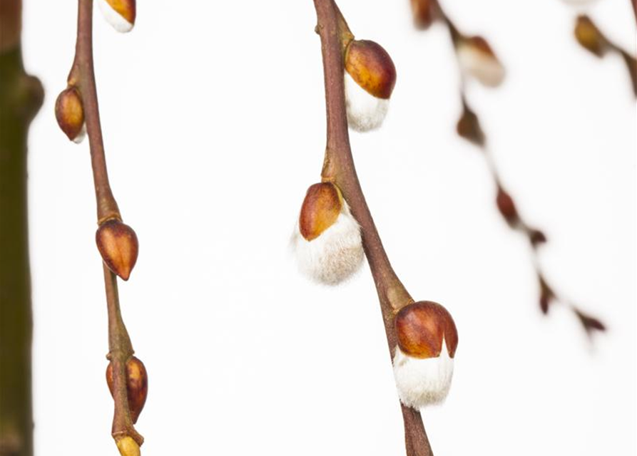 Salix caprea Pendula