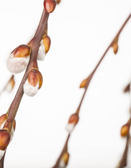 Salix caprea Pendula