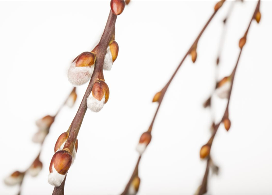 Salix caprea Pendula