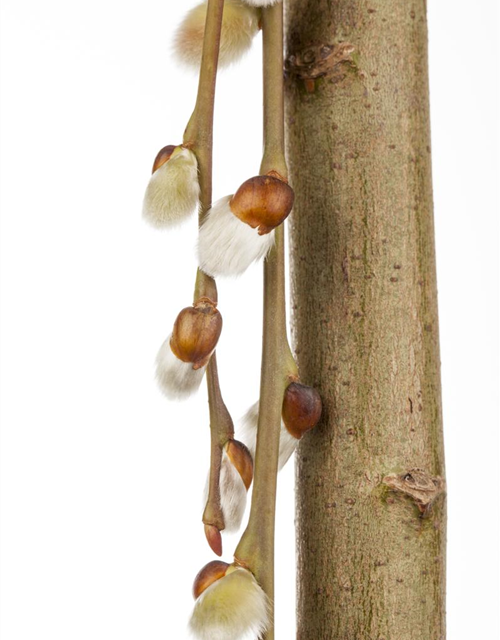 Salix caprea Pendula