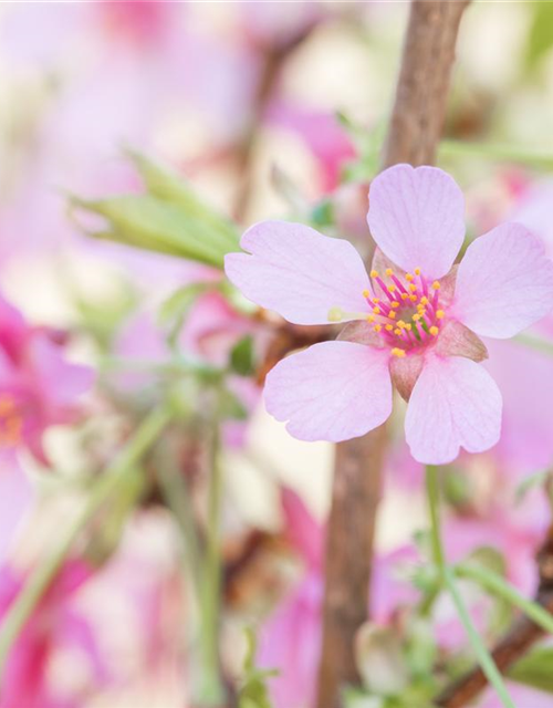 Prunus subhirtella Okame