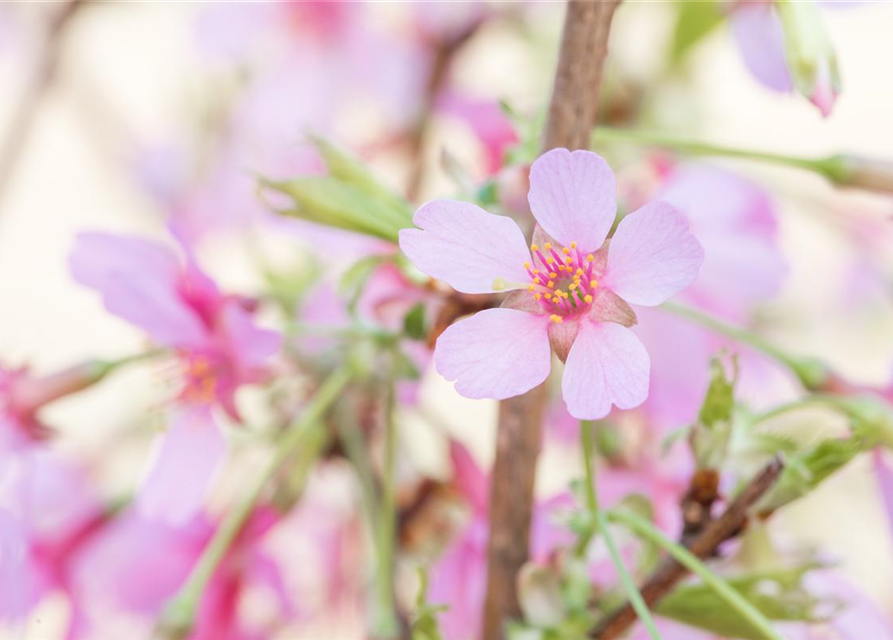 Prunus subhirtella Okame