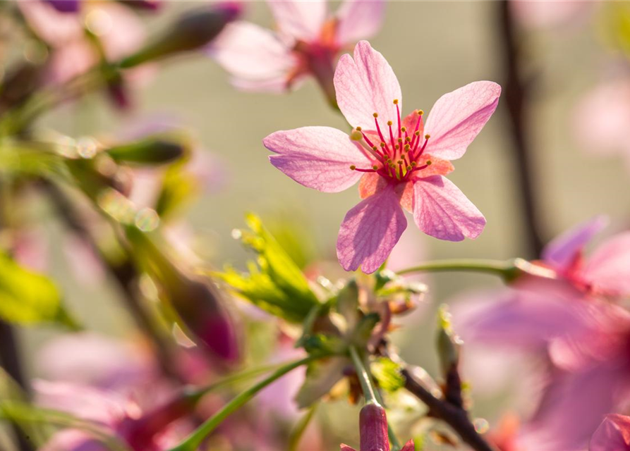 Prunus subhirtella Okame