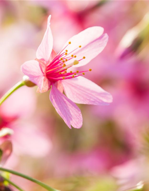 Prunus subhirtella Okame