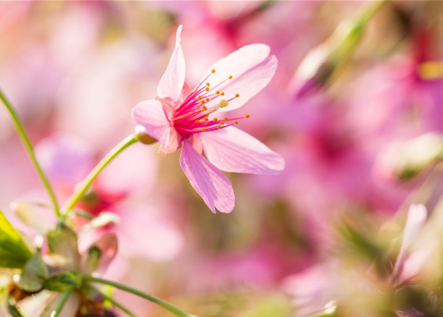 Prunus subhirtella Okame