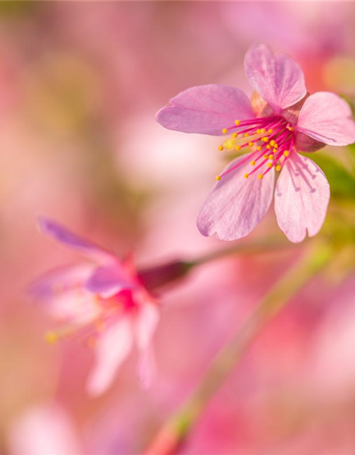 Prunus subhirtella Okame