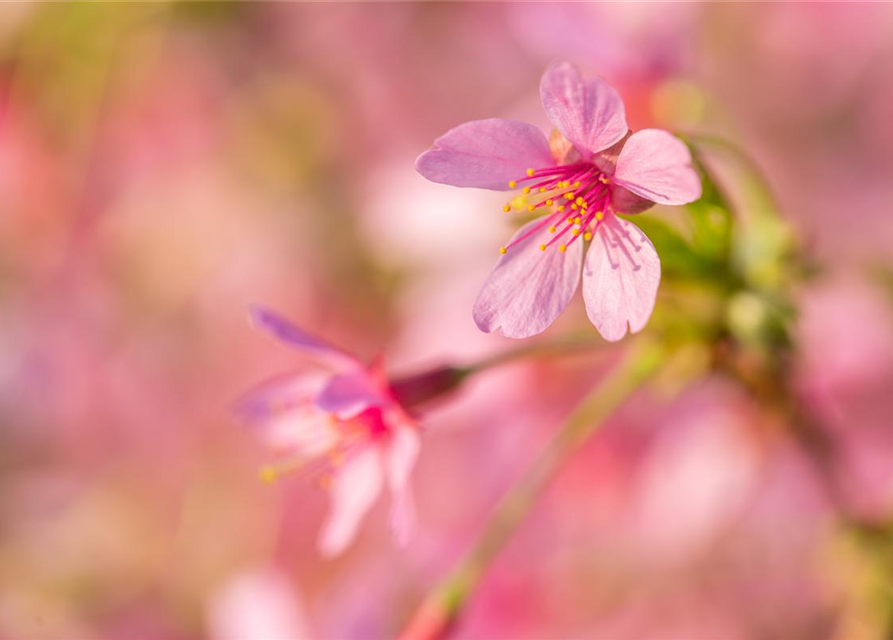 Prunus subhirtella Okame