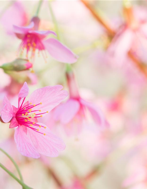 Prunus subhirtella Okame