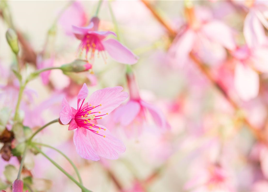 Prunus subhirtella Okame