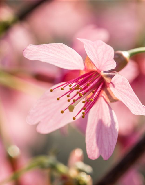 Prunus subhirtella Okame