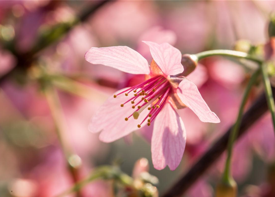 Prunus subhirtella Okame