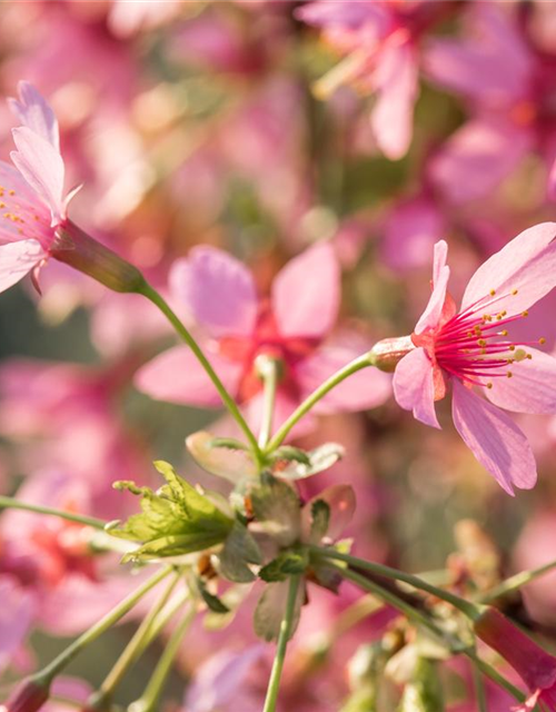 Prunus subhirtella Okame