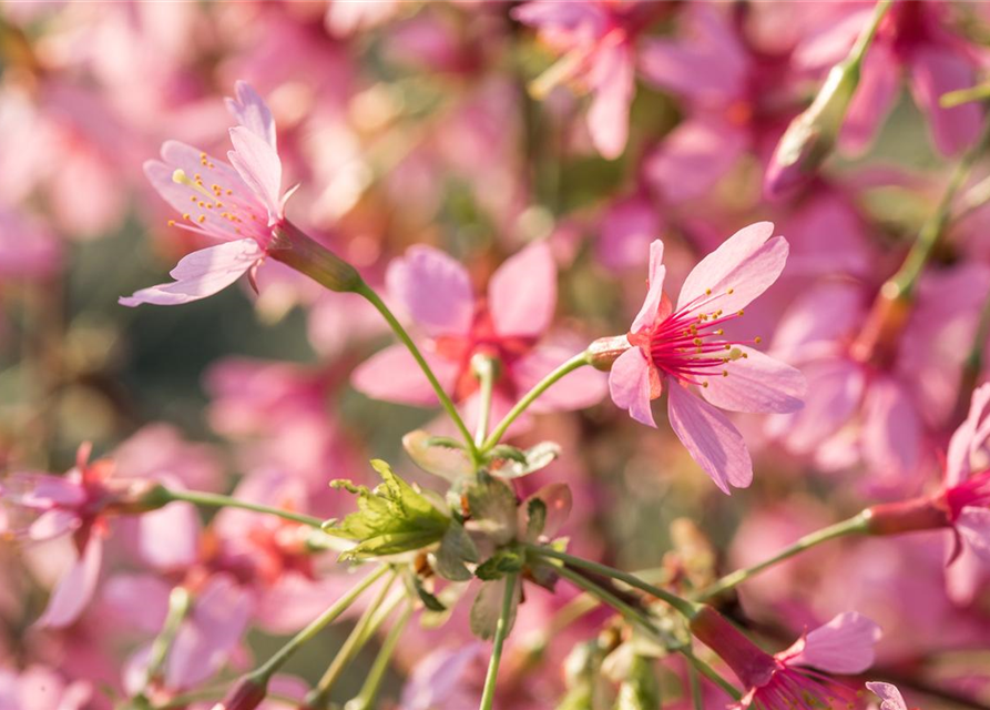 Prunus subhirtella Okame