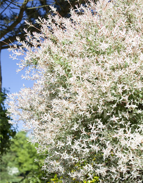 Salix integra Hakuro Nishiki