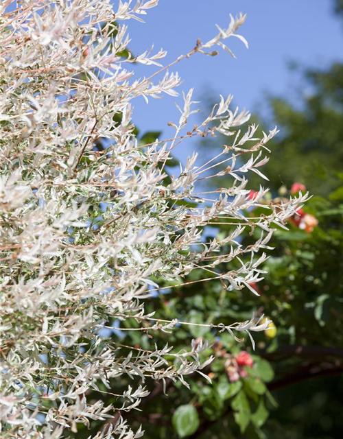 Salix integra Hakuro Nishiki