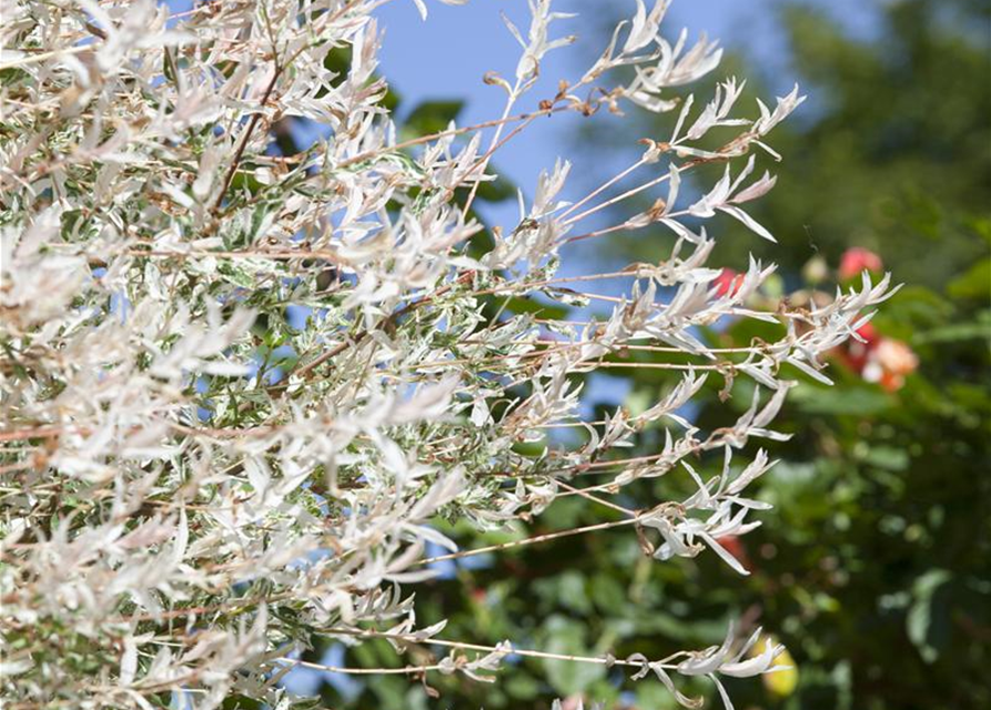 Salix integra Hakuro Nishiki