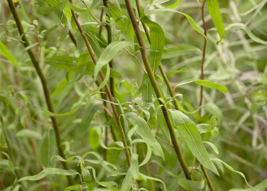 Salix matsudana Tortuosa