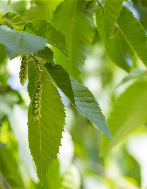 Carpinus betulus