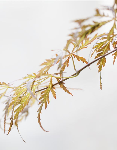 Acer palmatum Crimson Queen