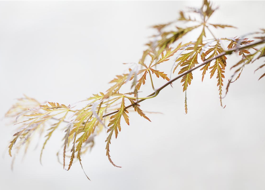 Acer palmatum Crimson Queen