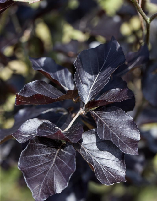 Fagus sylvatica Dawyck Purple