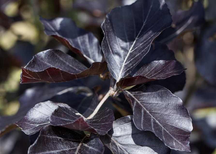 Fagus sylvatica Dawyck Purple