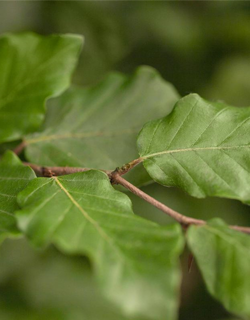 Fagus sylvatica