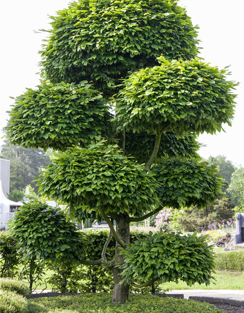 Fagus sylvatica